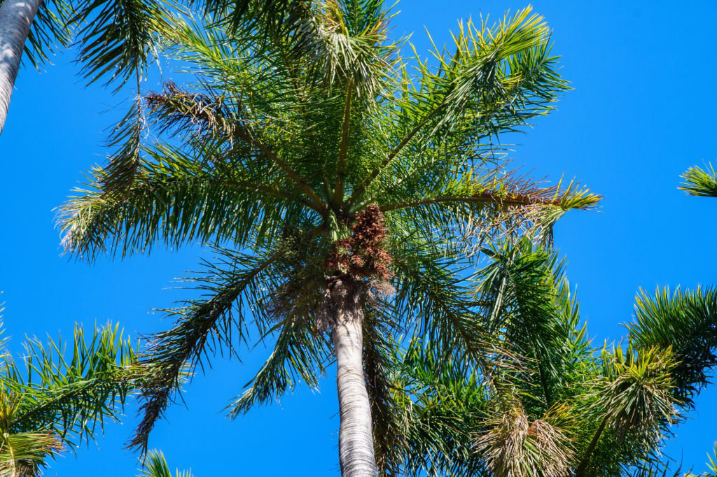 Palmera con cocos