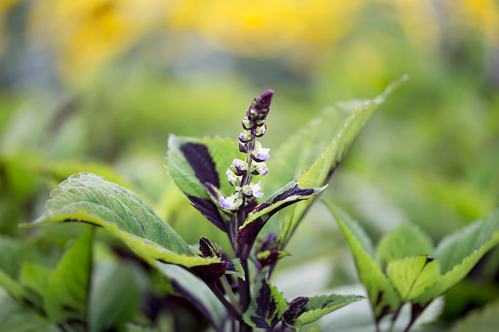 Planta aceto balsamico